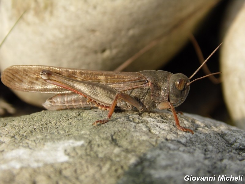 Serie di Acrididae del Parco del Ticino